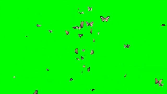 Бабочки / футаж / footage / Зеленый фон / green background / chromakey / хромакей