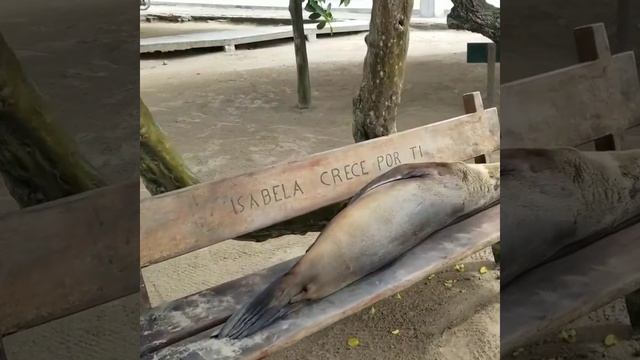 Wild seals Galapagos Islands Isabella / Дикие котики Галапагосские Острова Изабелла
