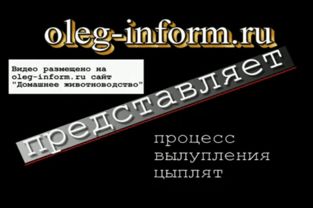 Вылупление цыплят на oleg-inform.ru