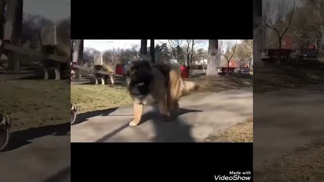 Питомник Амбер Амулет