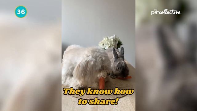 Mammals of Mischievous Mayhem Best Pets Of The Month