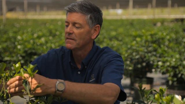 How to Cut Yellowing Leaves From a Gardenia : Garden Savvy
