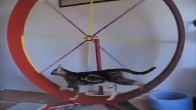 кот в колесе