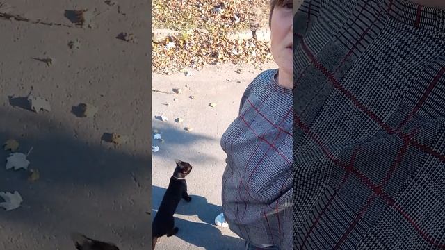 31 октября, Запорожье. Аномально тёплая погода! Гуляем с котиком)