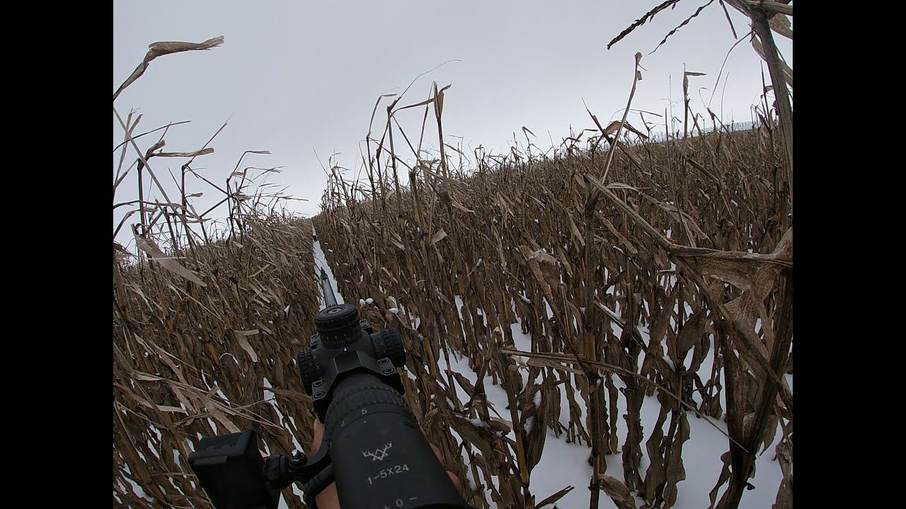 опасные охоты в кукурузе на кабана с лайками #hunting #boarhunting