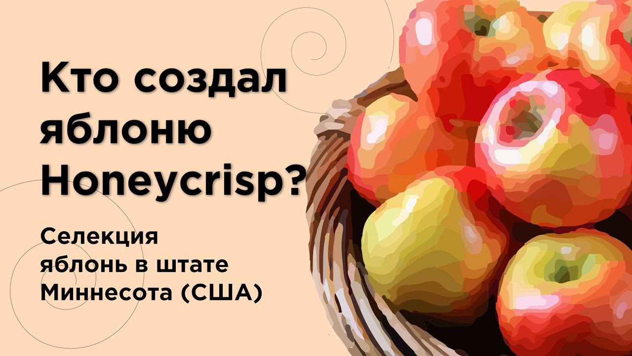 Кто создал яблоню "Медовый хруст" (Honeycrisp)? История селекции яблонь в штате Миннесота (США)