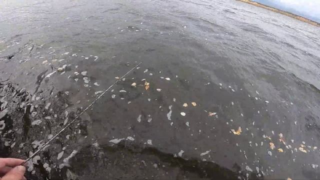 Как поймать рака осенью на раколовки, приятный сюрприз налим.