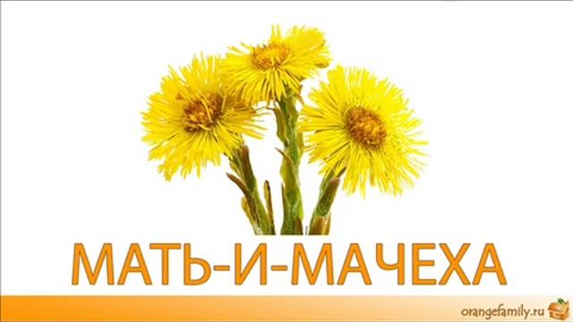 Развивающие карточки для детей: цветы и их названия