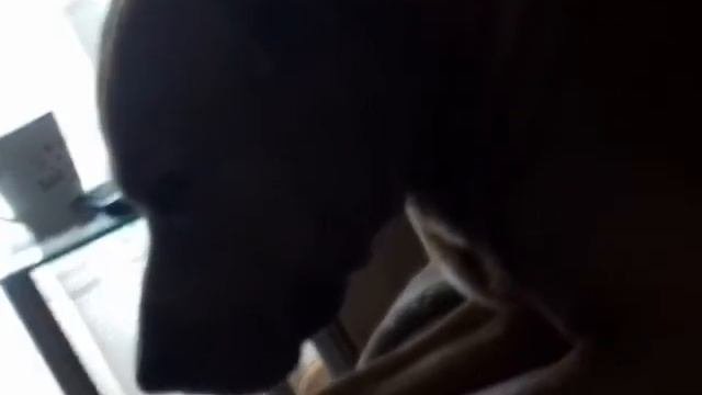 ПИТБУЛЬ Грозный милый Pitbull грозный питбуль