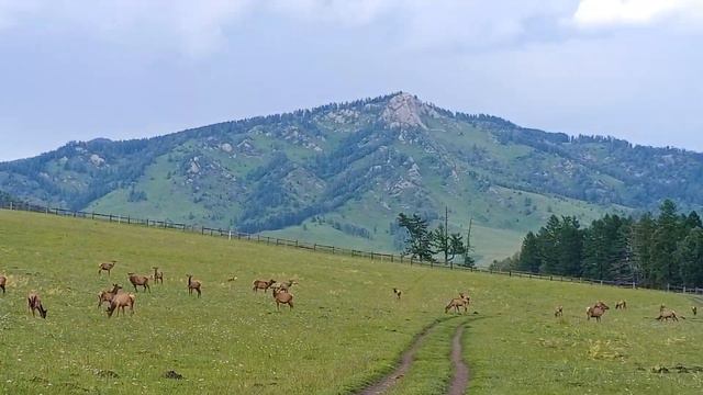 Маралы