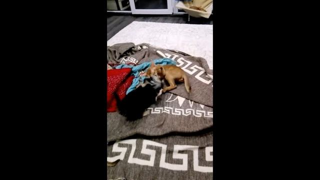 Абиссинские кошки. Питомник WildAby.