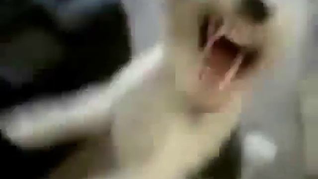 Собака прется под speedrock