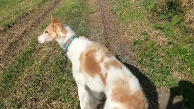 Autumn days #1. Русская псовая борзая / Borzoi