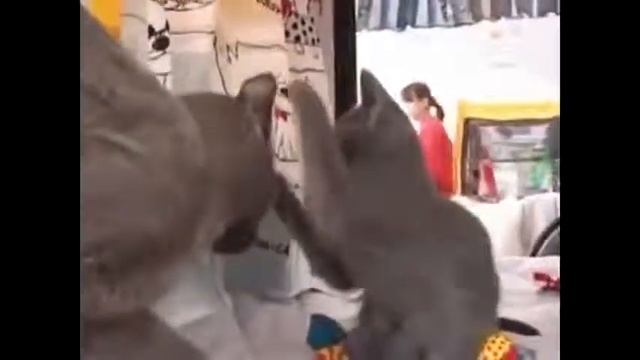 Породы котов  Русская голубая