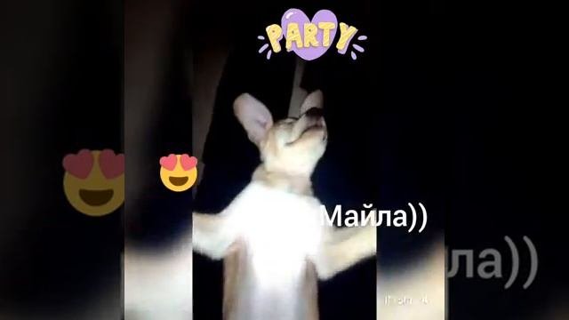 Тихий час собаки майлы