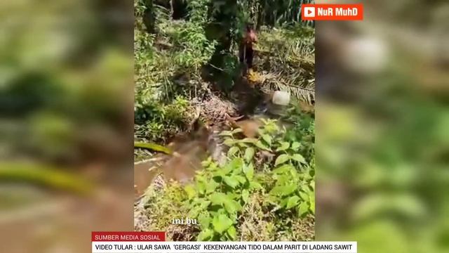 GEMPAR ‼️ ULAR SAWA BATIK 'GERGASI' DALAM PARIT DI LADANG KELAPA SAWIT #PYTHON