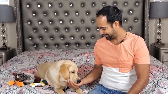 Can I Get Rabies if My Dog Bites Me? How to Treat Dog Bite Wound at Home? (WHO's Information)