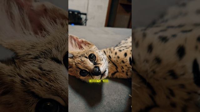 Нэйма растёт на глазах 🤩