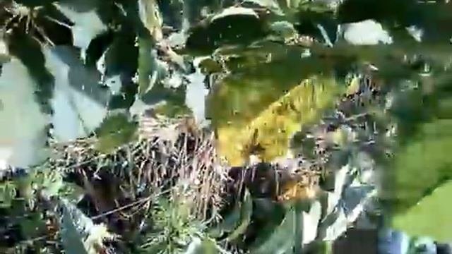 летняя формирующая обрезка черешни