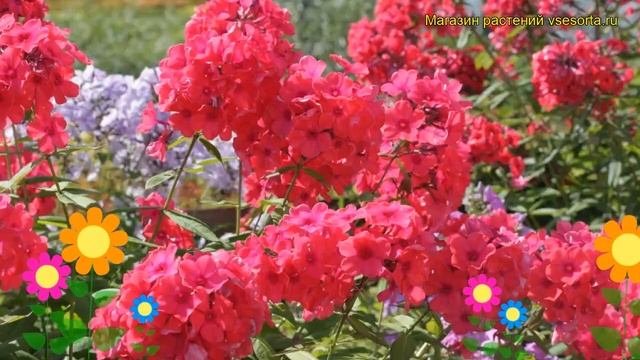 Флокс метельчатый Маргарита. Краткий обзор описание характеристик phlox paniculata Margarita