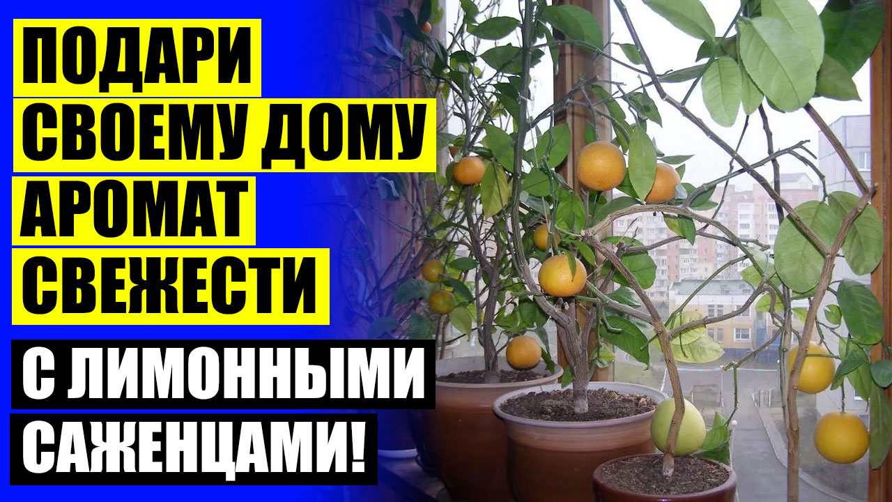 👍 Как вырастить лимон с косточки в домашних условиях с плодами