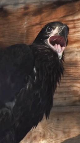В Новосибирском зоопарке впервые родился птенец белоголового орлана