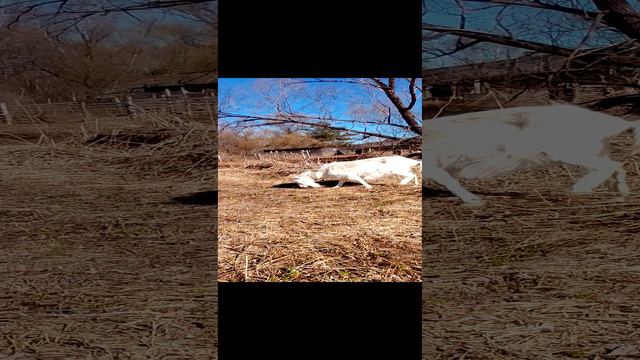 VID_20240405_121619.mp4