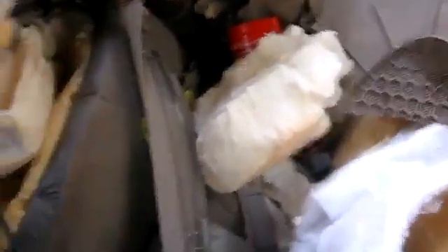 Что бывает, когда медведь залезает в машину
