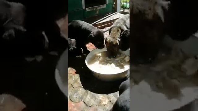 Анданте бандог(4)