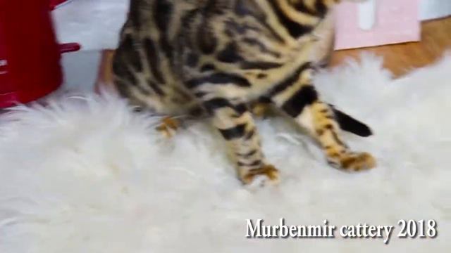 СВОБОДНА/AVAILABLE Karamelka Murbenmir bengal kitten-girl SALE