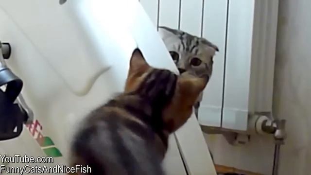 Смешные коты! 9 жизней!
