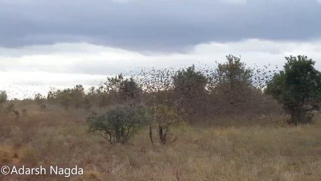 FANTASTIC Wildlife Of MERU NATIONAL PARK! Rhinos, Elephants, Giraffes And More! | Adarsh Nagda
