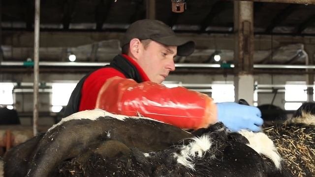 Стрижка нетели. Clipping a heifer.