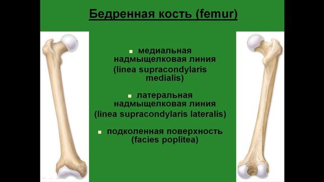 Кости свободной нижней конечности. Бедренная кость. Надколенник