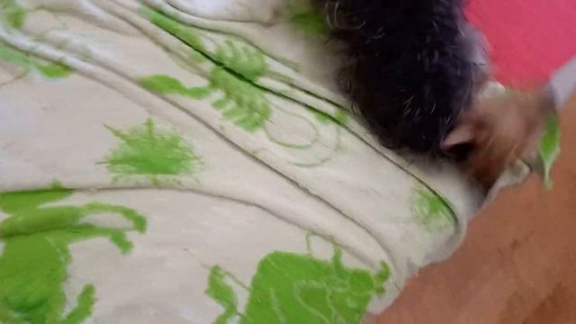Вытирашки маленькой макрюньди Феи
