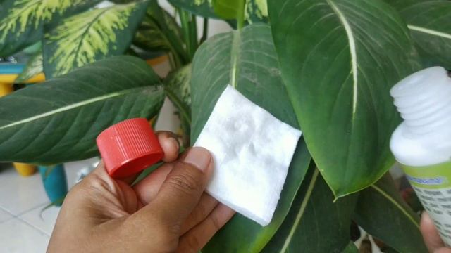 Cara Mengkilapkan Daun dengan Kilap Daun Leaf Shine Oles
