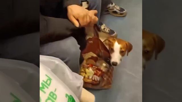 собачка в сумке в метро #животные #собака #метро