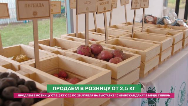 Продажа семенного картофеля на Сибирской даче в Красноярске