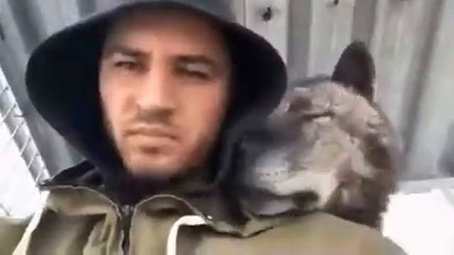 Волкособ. Помесь волка и собаки