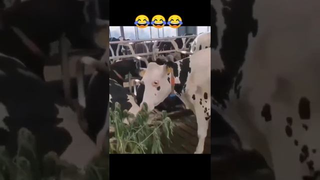 Задумчивые коровки