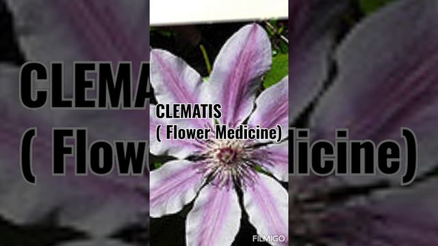 #Flower Remedy in thamil# Climatis# Lesson_7_