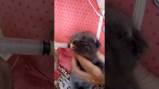 Котенок скотиш ест манку с желтком из шприца ;)