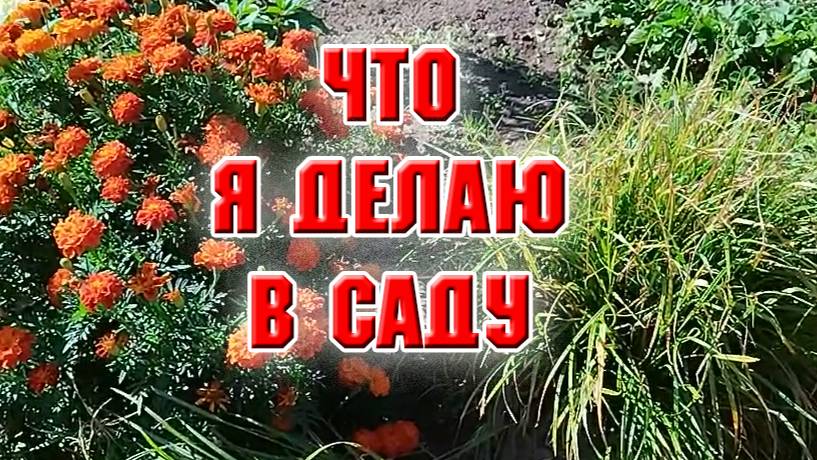 И опять жара. Что я делаю в саду?