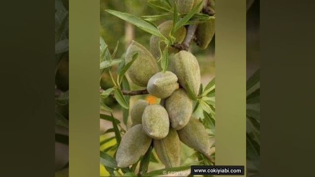 Rüyada Badem Ağacı Görmek Ne Anlama Gelir (Dinayet)