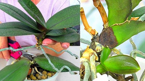 5 НОВЫХ орхидей сделаю из орхидеи, несмотря на то что орхидея без Точки роста!