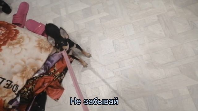 мой любимый питомец в 4 месяца | Той-Терьер