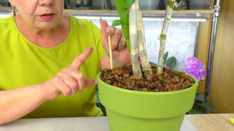 Часть 2. Правильная пересадка орхидеи Дендрофаленопсис. Грунт для Бульбовой орхидеи.