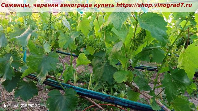 Виноград Днепровский сувенир - закладка соцветий ,  плодоносность, урожайность.
