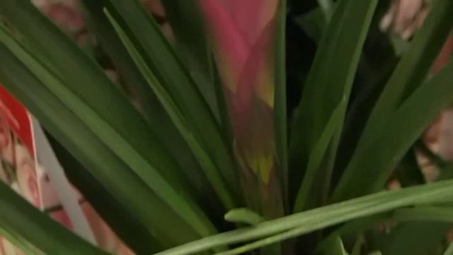 Tillandsia cyanea + Fittonia