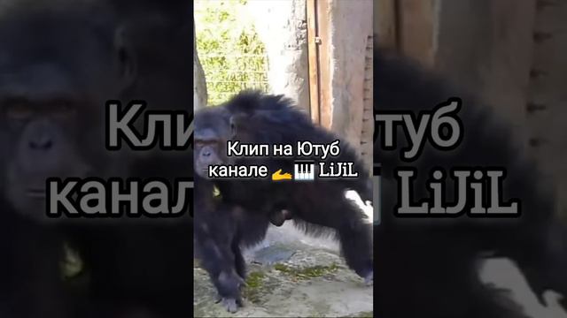 Танцуют все. Музыка LiJiL